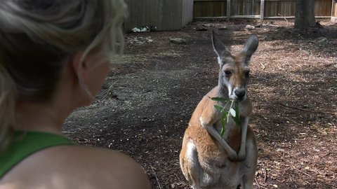 girl feeding kangaroo over shoulder view she turns and smiles