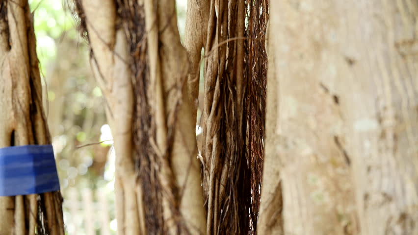 Woman working out with rubber resistance bands wrapped around a tree in a park.