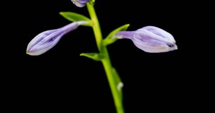 Blooming of Hosta flower, also Funkia, family of Asparagus (lat. Asparagales), on black background, 4K timelapse video
