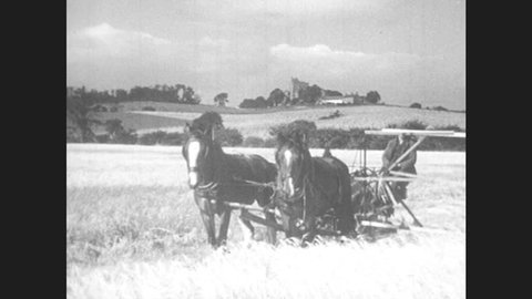 1940s: UNITED KINGDOM: horses pull machine in field. Ladies and children collect potatoes in field. Dairy cows on farm land.
