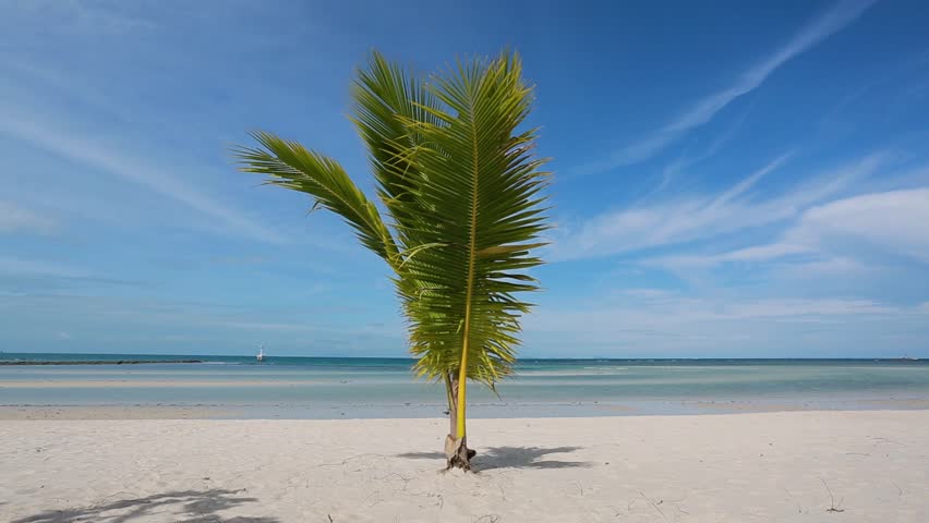 tropical beach with young palm tree. swaying leaves on a wind
