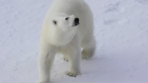 Polar bear walking in the arctic.