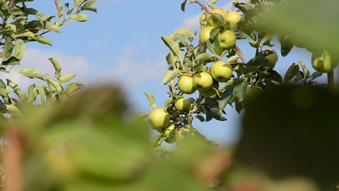 Green apple tree orchard