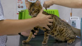 Vet treats a beautiful cat - vaccination with a syringe.