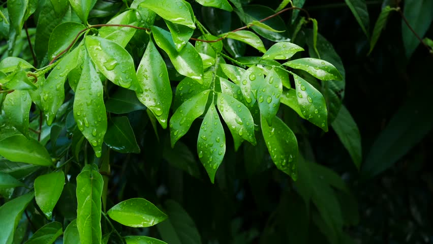 Close up water drop on green leaf