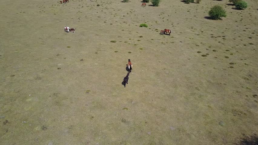 Horses from the air