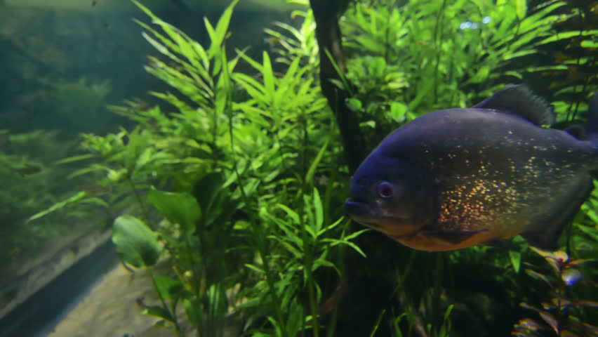 Red-bellied piranha (Pygocentrus nattereri ) in an auqarium. Slow motion.