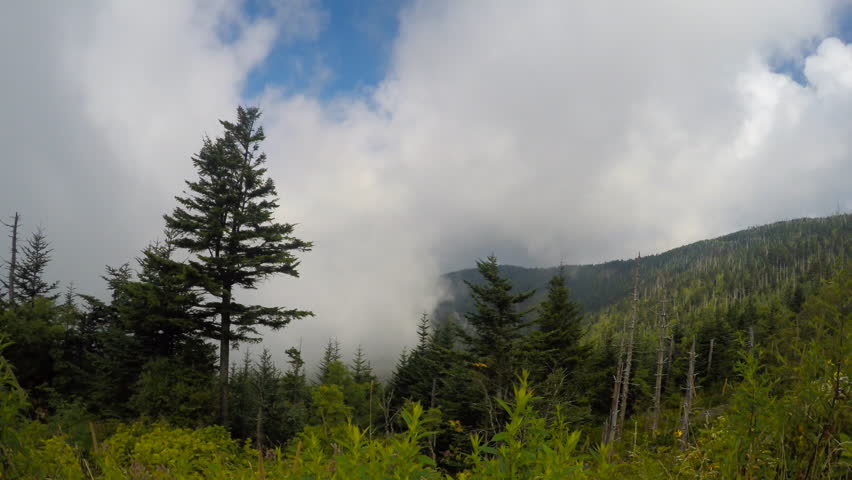 Great Smoky Mountains National Park landscape with clouds sweeping over the mountain slopes and Fraser fir tree near Clingman