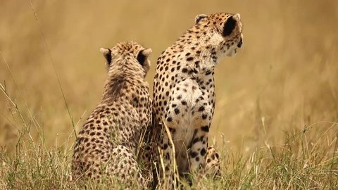 Cheetah and cub 