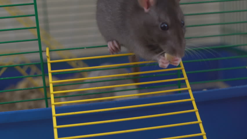 Pet rat in a cage Close up. Shot of pet rat inside a cage.