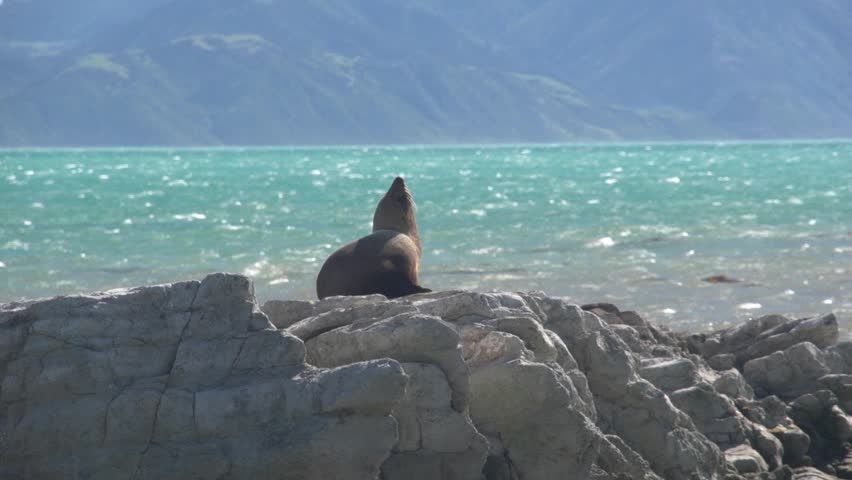 Kaikoura, New Zealand October 2012. Seal sunbathing on rock in the seal colony