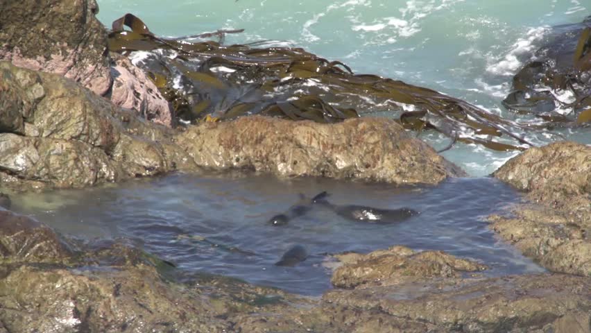 Kaikoura, New Zealand October 2012. Young seals playing in a rock pool on the
