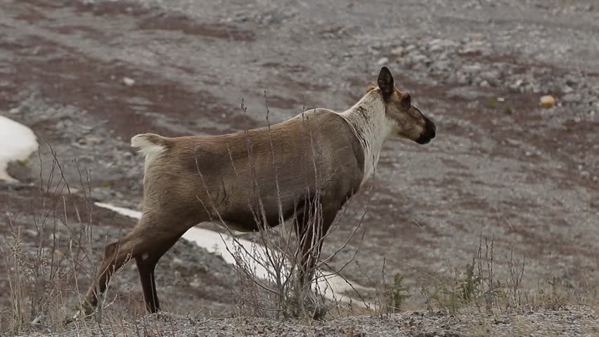 Female Caribou walking next to Alaska Highway