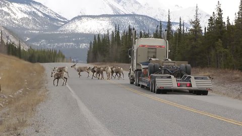 Group of Caribou running on Alaska Highway