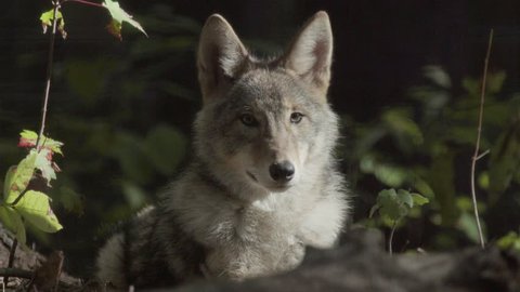 Wild Coydog Resting Forest Stock Footage Video (100% Royalty-free ...