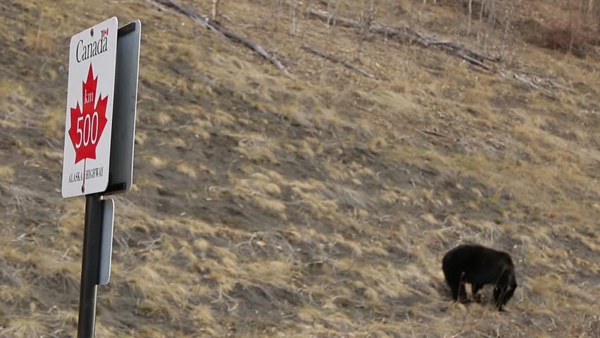 Black bear next to Alaska Highway marker
