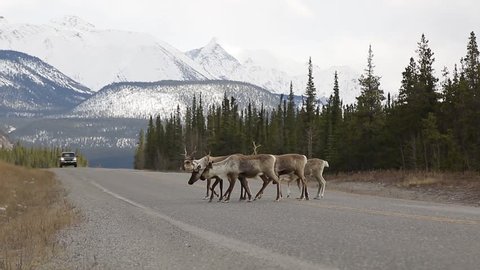 Group of Caribou crossing the Alaska Highway