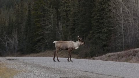 Caribou walking on Alaska Highway