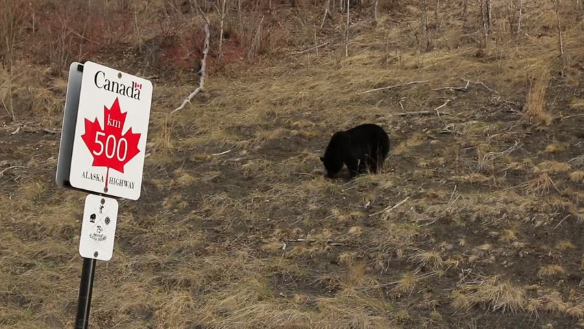 Black bear next to Alaska Highway marker