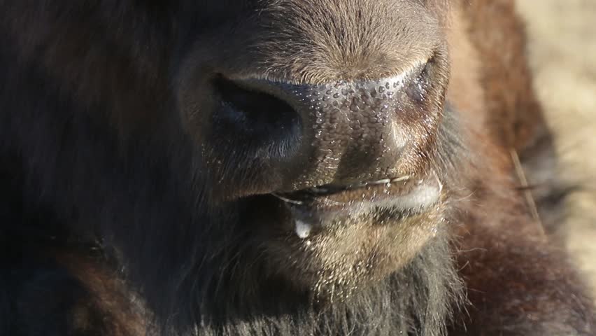 Close up Bison mouth chewing | Shutterstock HD Video #30168622