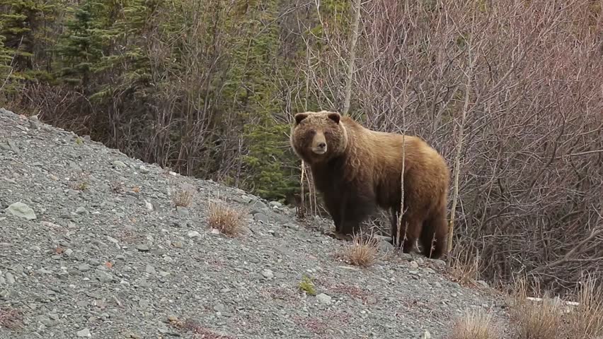 Brown Bear Grizzly searching for food
