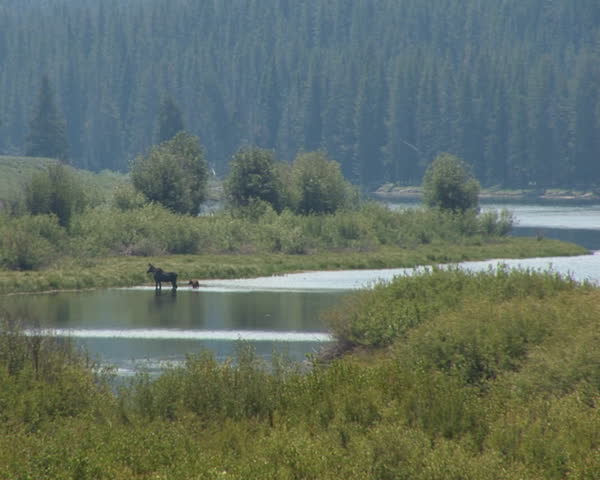 PAL: Moose and cub crossing river in Grand Teton National Park