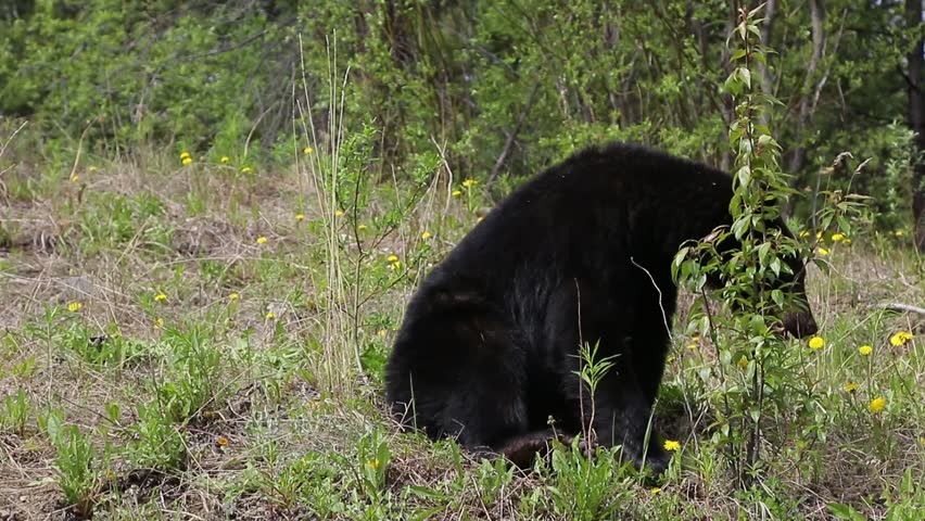 Black Bear feeding on flowers and grass
