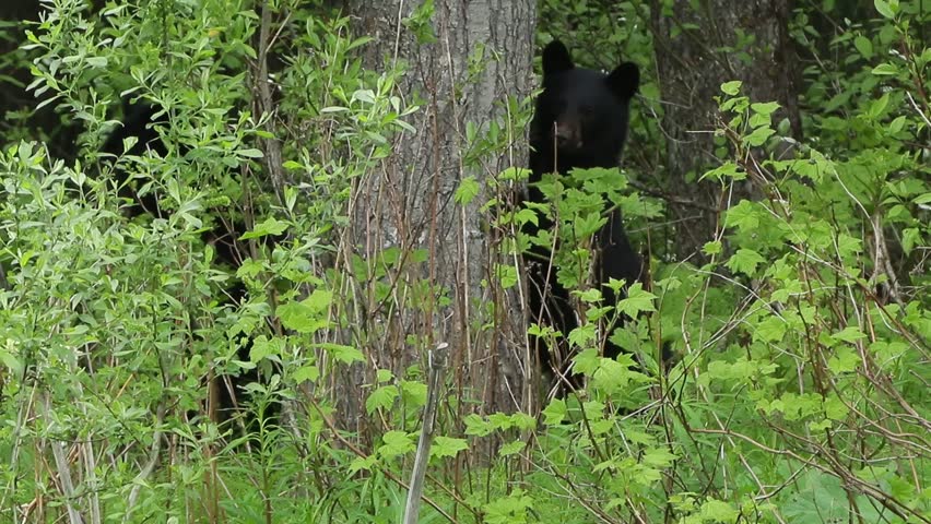 Black Bear cubs hiding behind tree