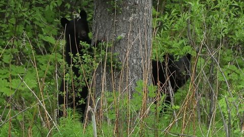 Black Bear Cubs Hiding Behind Tree Stock Footage Video (100% Royalty 