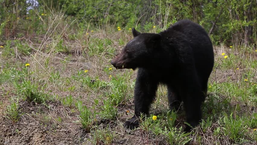 Black Bear feeding on flowers and grass