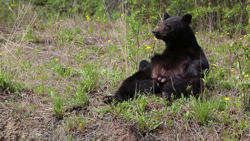 Black Bear sitting and scratching itself