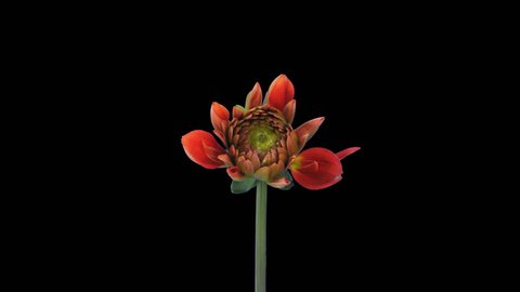 Time-lapse of growing and opening orange dahlia (georgine) flower 3x1 in PNG+ format with ALPHA transparency channel isolated on black background
