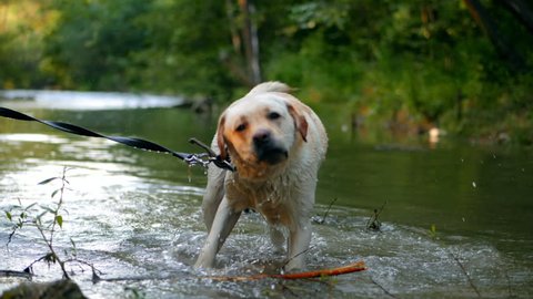 Closeup of wet dog shaking off water in slow motion. Adult labrador with cane in teeth bathes on the river and enjoys nature. Funny animal.