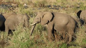 Feeding African elephants (Loxodonta africana), Kruger National Park, South Africa