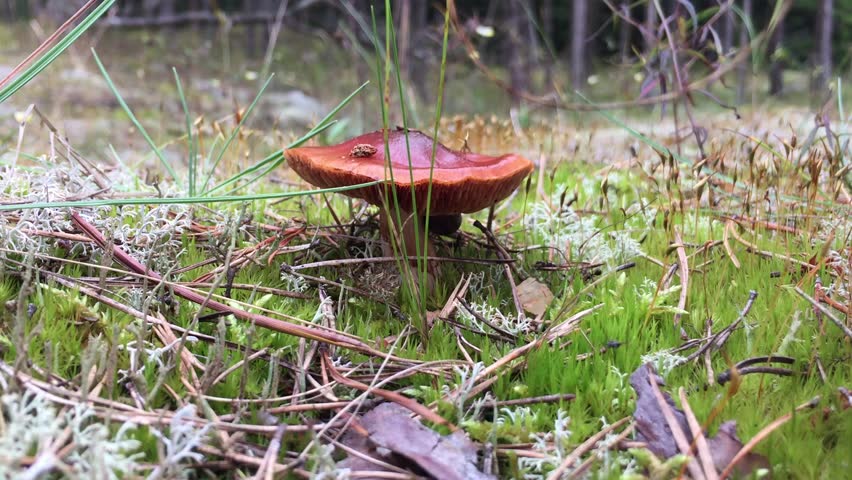 mushroom in Latvia forest and the ant