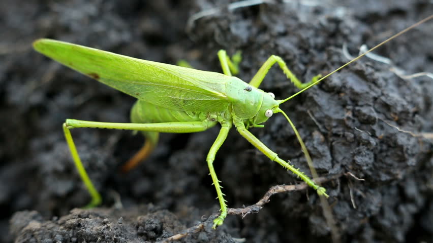 Big Green Grasshopper Lays Her Stock Footage Video 100 Royalty Free Shutterstock