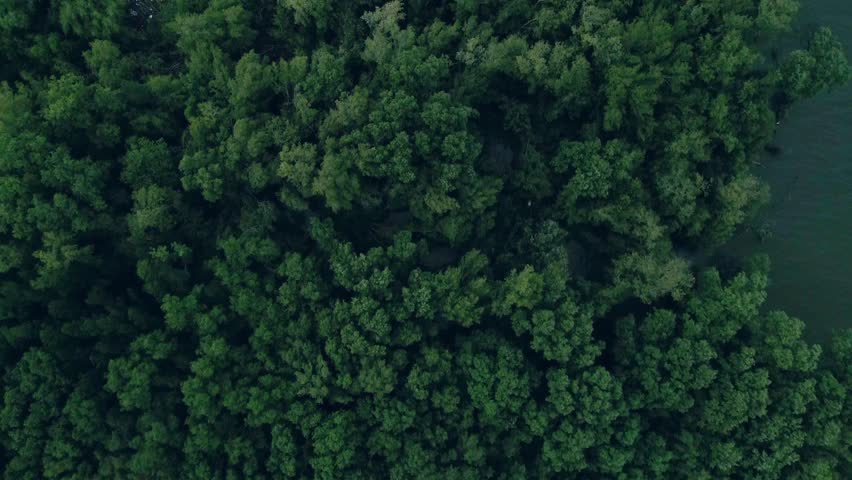 Mangrove Forest Green Leaf Tree Background Aerial Stockvideoklipp Helt Royaltyfria Shutterstock