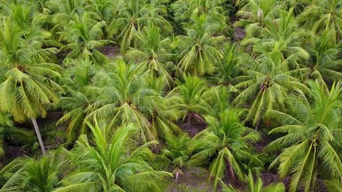 4k aerial view shot agriculture coconut farm