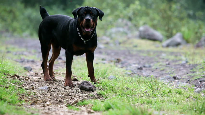 One year old rottweiler playing with a rock, barking and growling