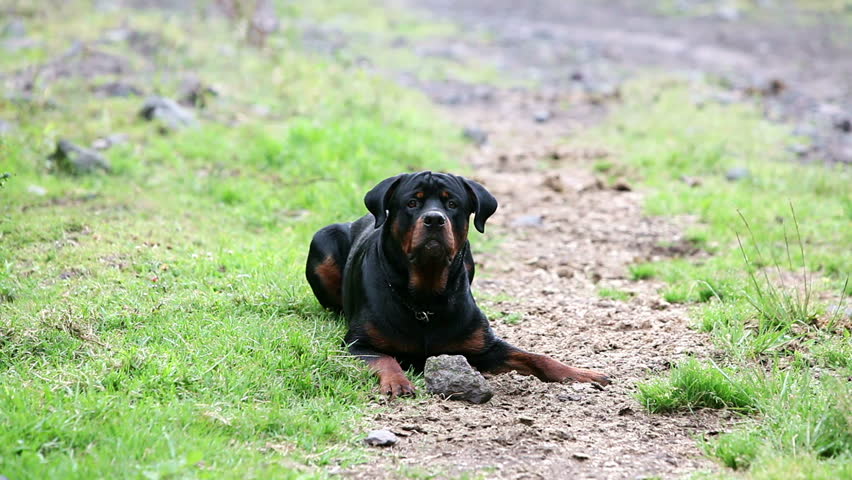 One year old rottweiler playing with a rock, barking and growling