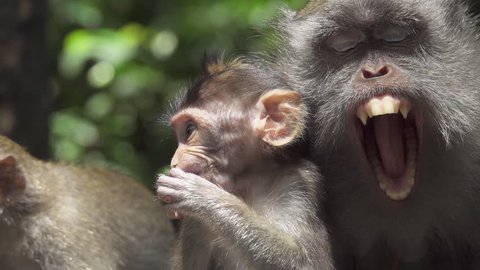 CLOSE UP: Portrait of cute little monkey babies and mother in sunny Monkey Forest Ubud, Bali, Indonesia. Beautiful macaque family in the wild. Infants and female macaca chilling in lush green jungle