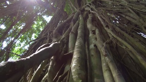 LOW ANGLE, CLOSE UP, LENS FLARE: Woody liana plants hanging from huge old tree in sunny Monkey Forest jungle in Ubud, Bali. Beautiful tangled vines on ancient banyan tree in tropical rainforest