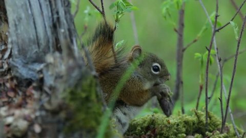 Squirrel feeding on pine cone