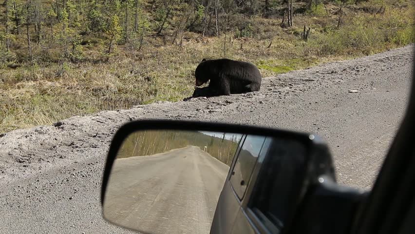 Black Bear feeding on dried dead bird
