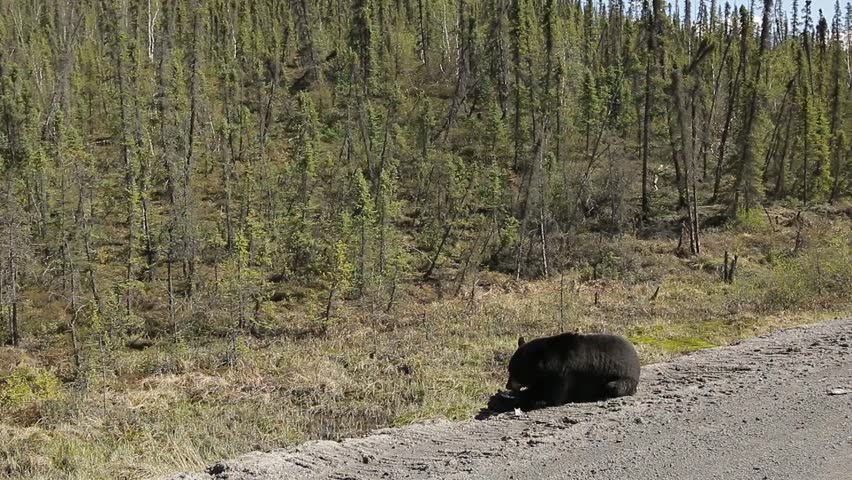 Black Bear feeding on dried dead bird