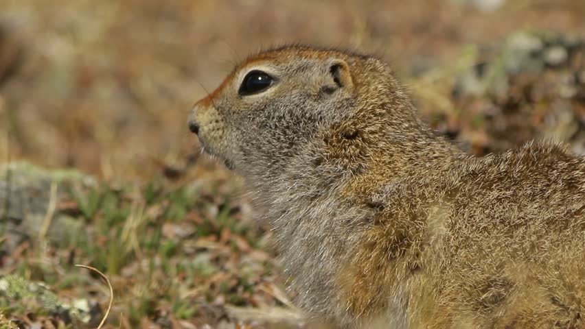 Arctic Ground Squirrel scanning surroundings