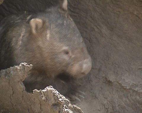 Wombat (vombatus ursinus) sleeps in hollow tree trunk, turns on back and falls asleep - close up