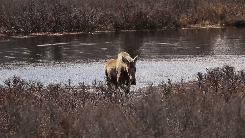 Moose in a pond in Denali National Park