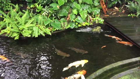 Beautiful Koi fish (carp) swimming on surface pond in japanese garden.