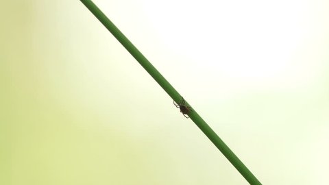 hard ticks (Ixodidae) on a grass stalk